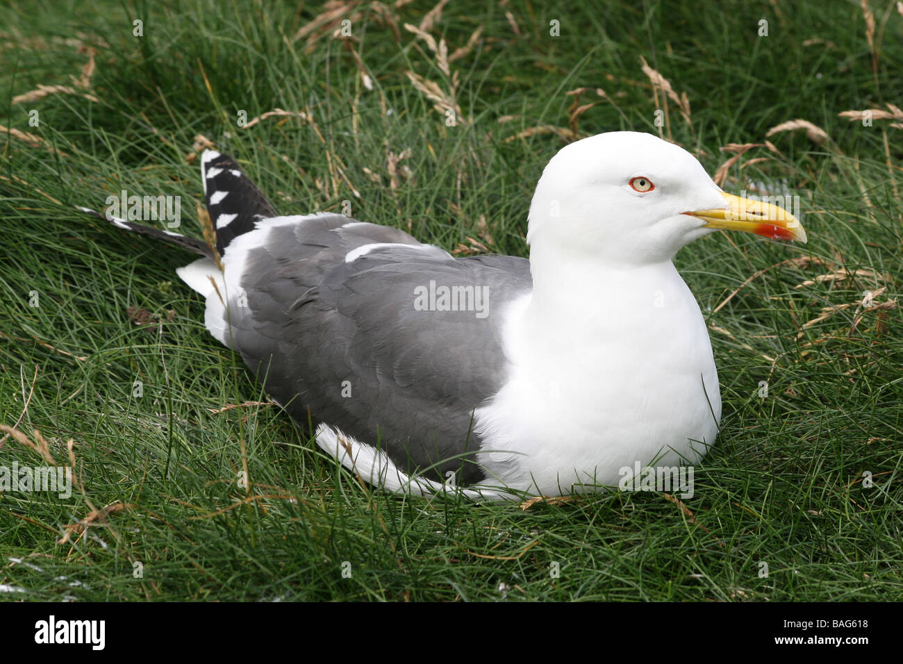 Weniger schwarz-unterstützte Möve Larus Fuscus saß In Grass an South Stack RSPB Reserve, Anglesey, Wales, UK Stockfoto