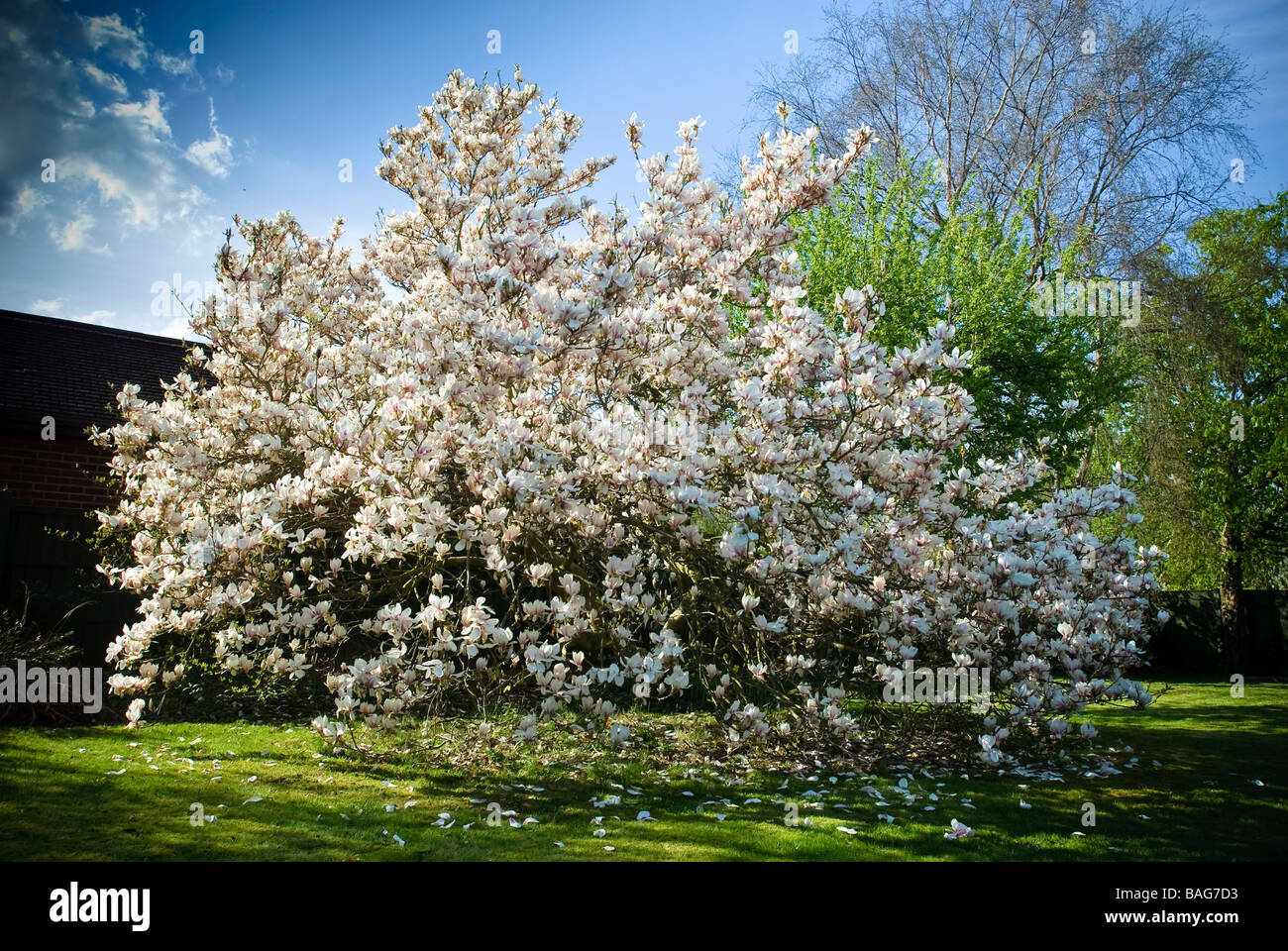 Eine Magnolie in voller Blüte Stockfoto