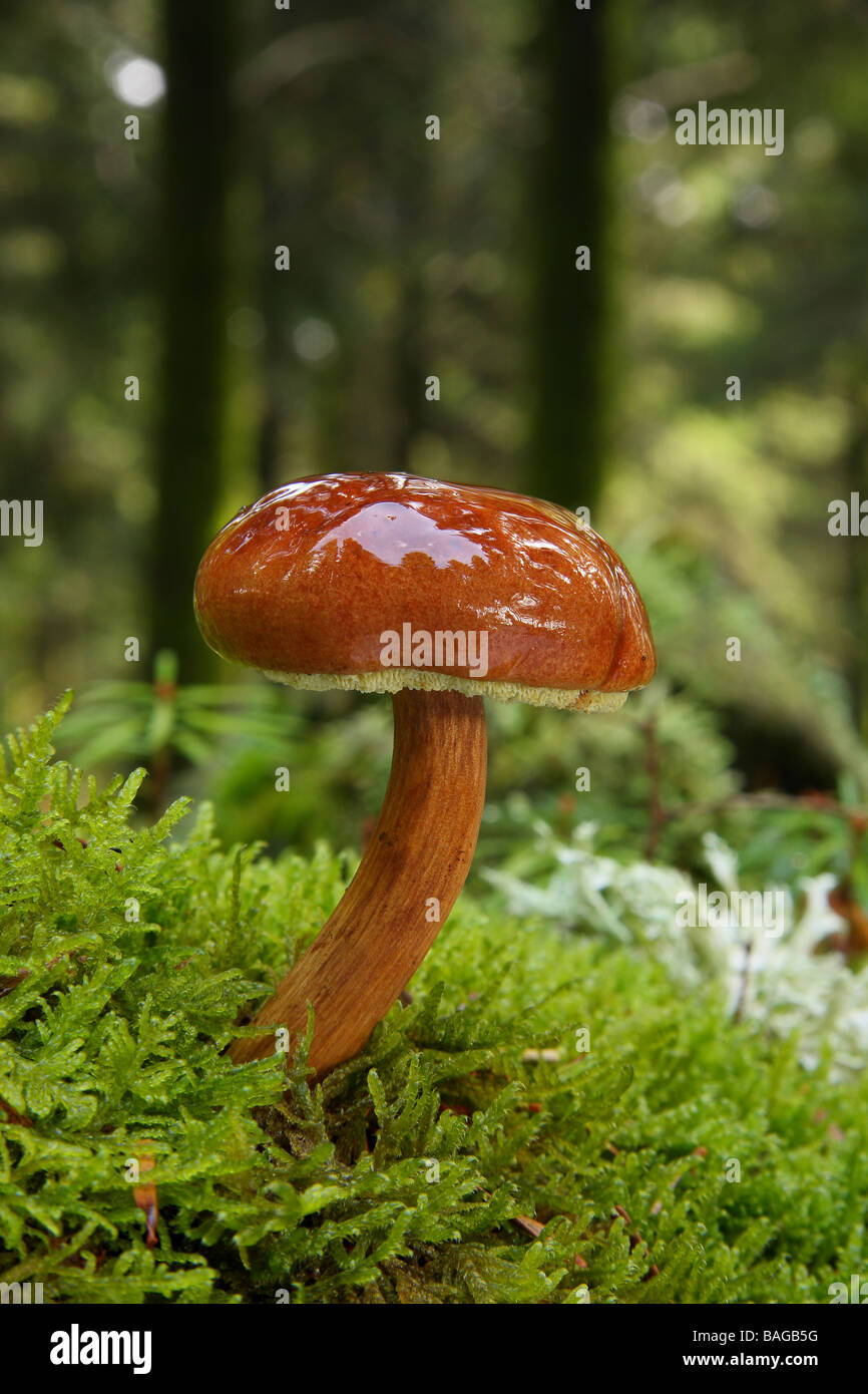 Eine Bucht Steinpilze Boletus Badius wächst in moosigen Wald nach einem regen die Kappe nass und glänzend Limousin-Frankreich Stockfoto