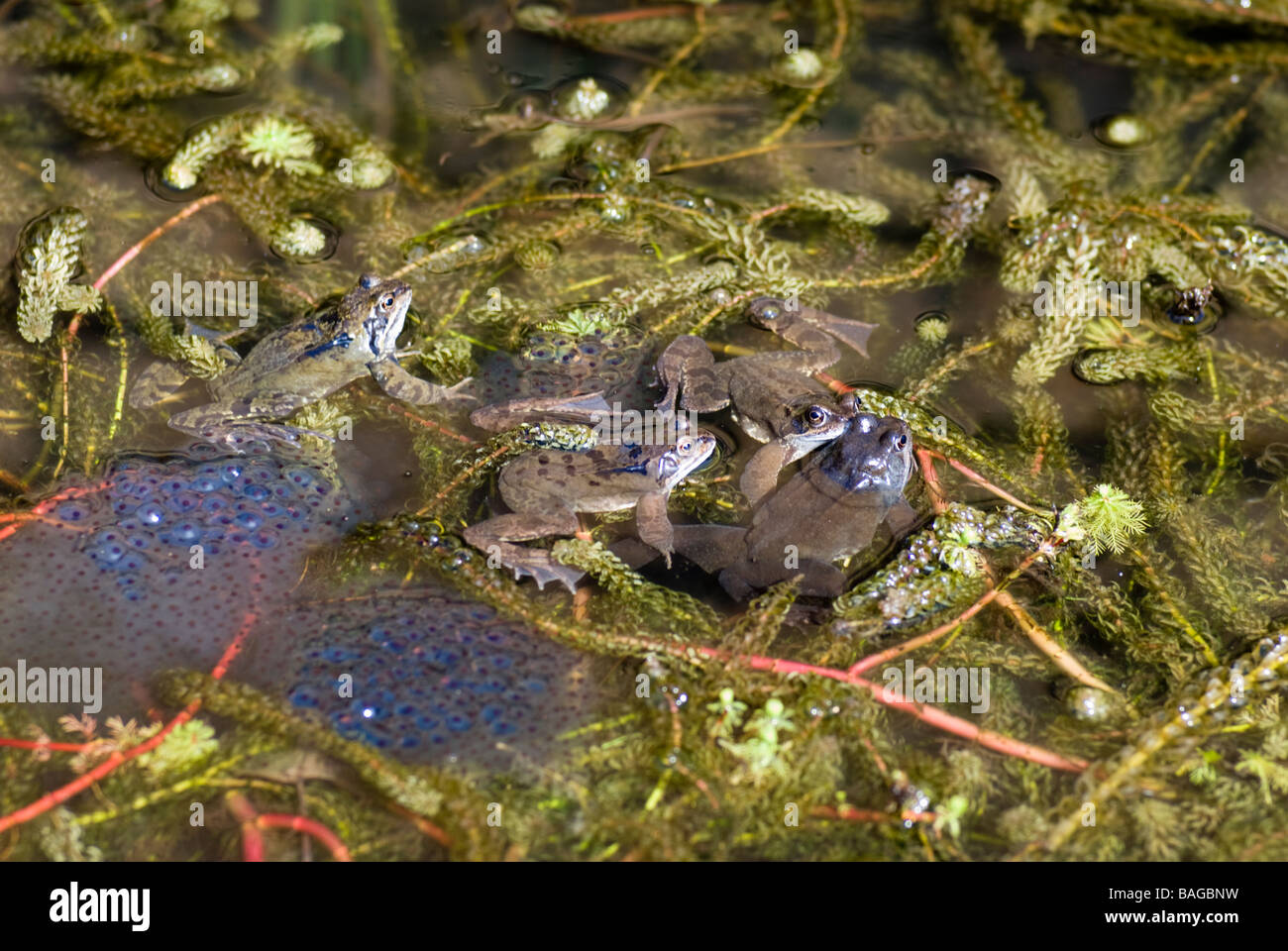 Laichenden Frösche und Frosch spawnen in einem Gartenteich Stockfotografie  - Alamy
