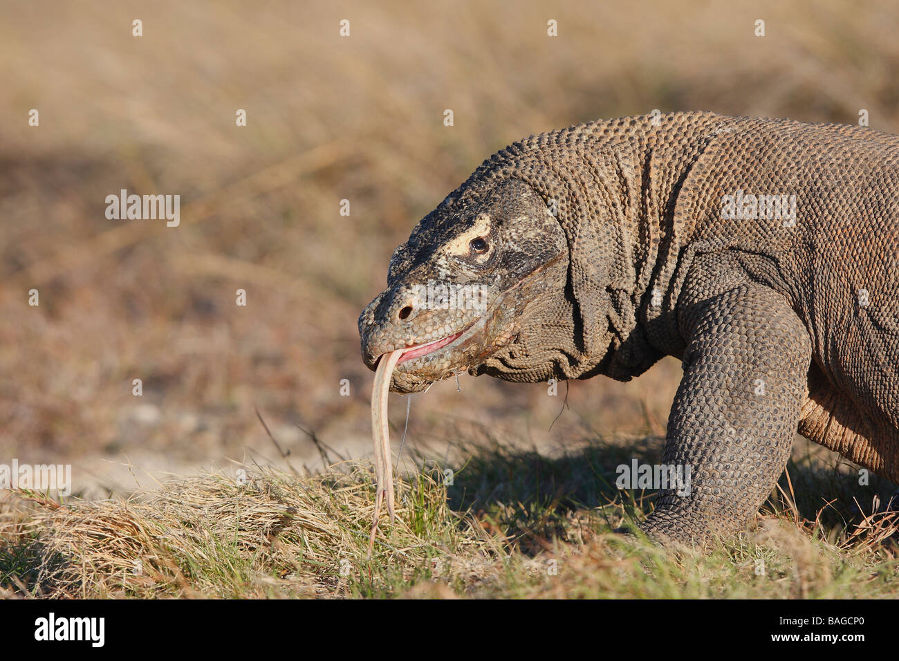 Komodo-Waran (Varanus Komodoensis) flicking ihre Zunge Stockfoto