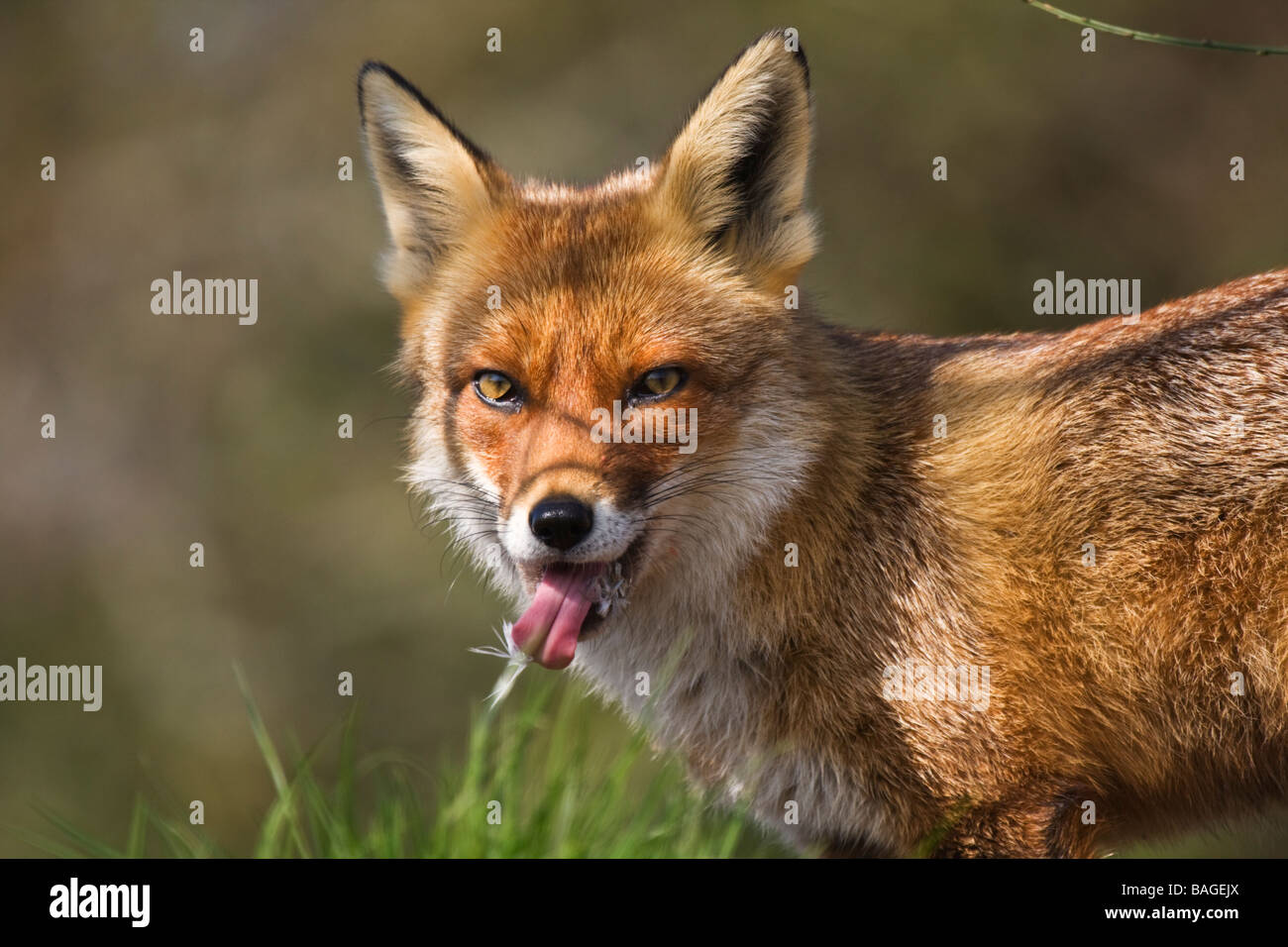 Fox Porträt (Vulpus Vulpus) nach dem Kill Henne Federn in Mund Stockfoto