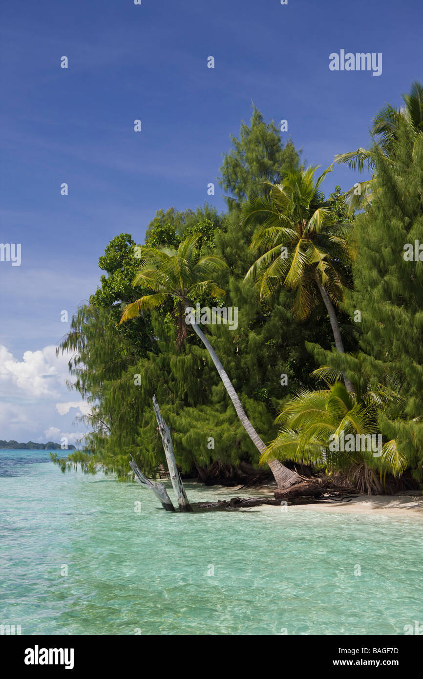 Palmen gesäumten Strand auf Palau Mikronesien Palau Stockfoto