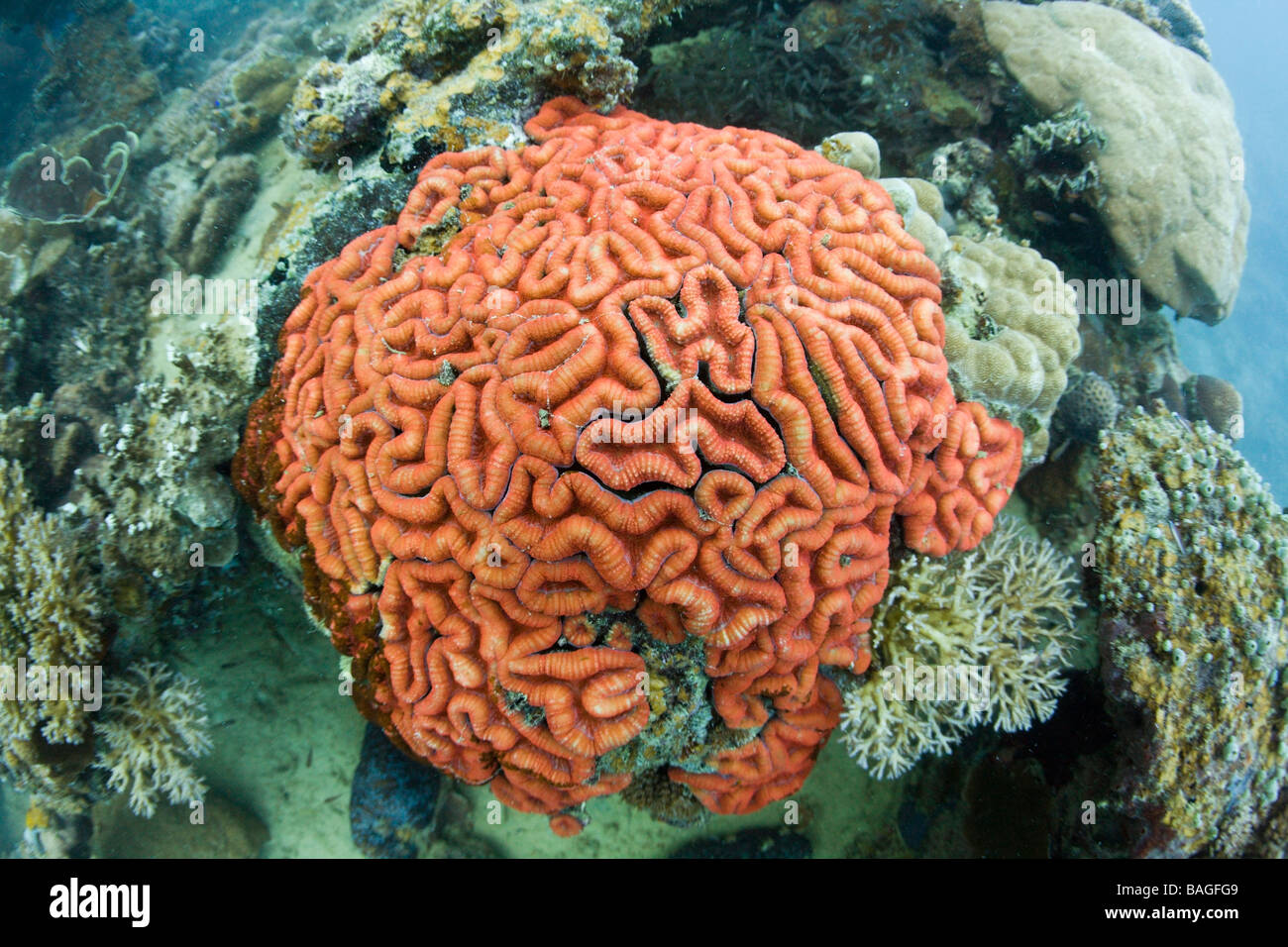 Coral Fluoreszenz Hirnkoralle im Tag-Licht Mikronesien-Palau Stockfoto