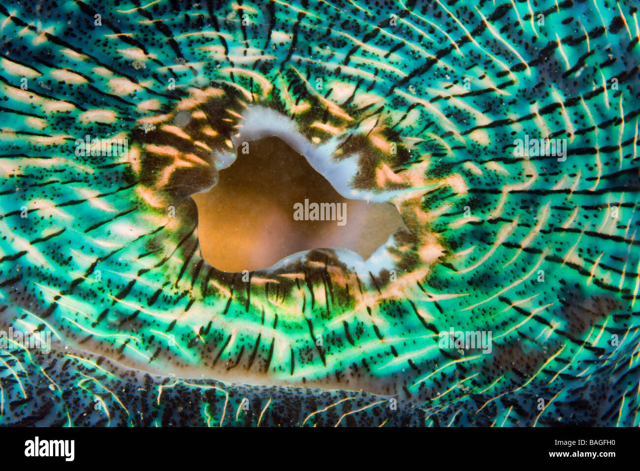 Mantel der Riesenmuschel Tridacna Squamosa Mikronesien Palau Stockfoto