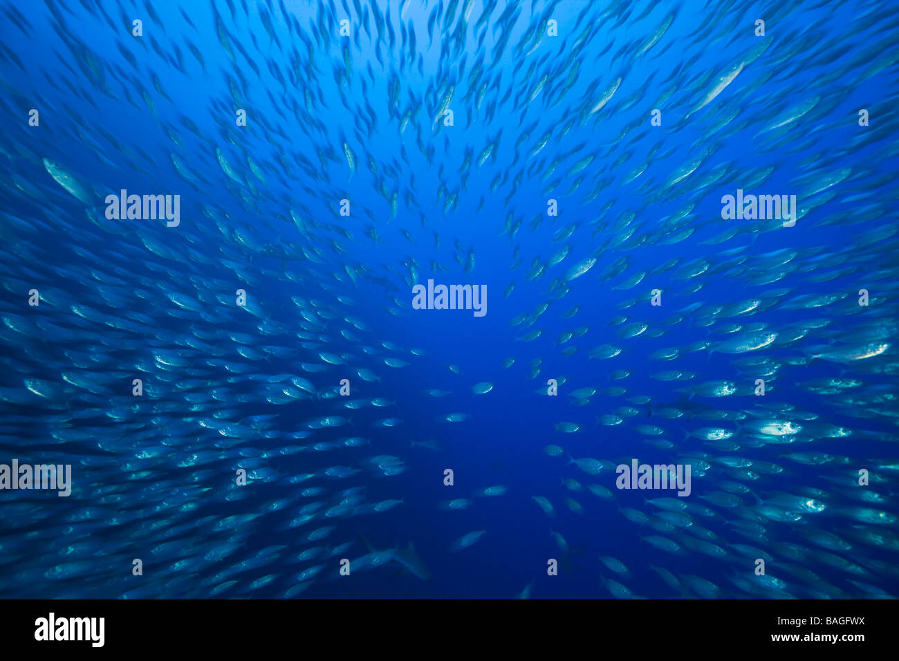 Schwarm Makrelen Unmengen Decapterus Maruadsi Ulong Channel Mikronesien Palau Stockfoto