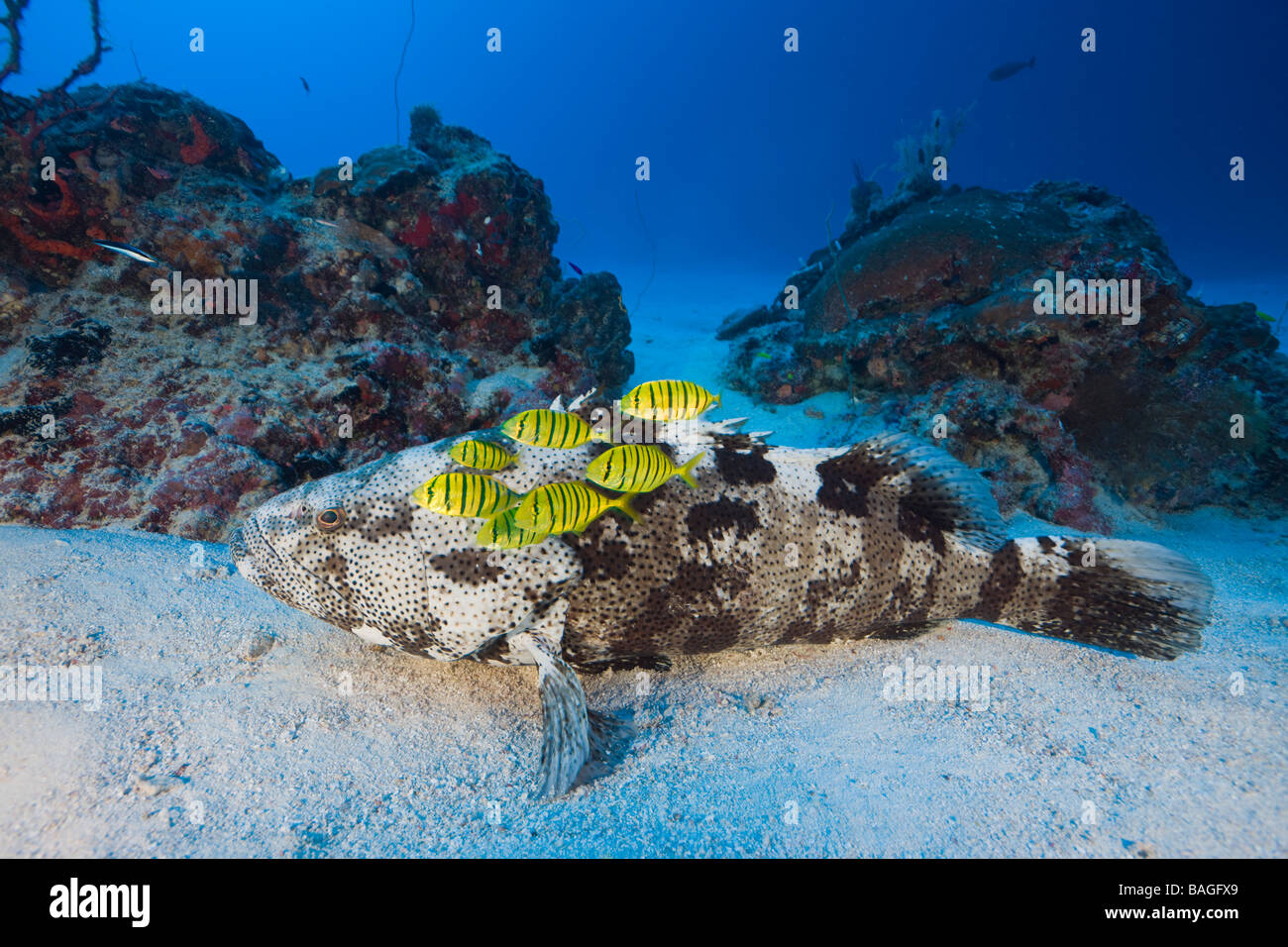 Malabar-Zackenbarsch und Pilotfishes Epinephelus Malabaricus Gnathanodon Speciosus Ulong Channel Mikronesien Palau Stockfoto