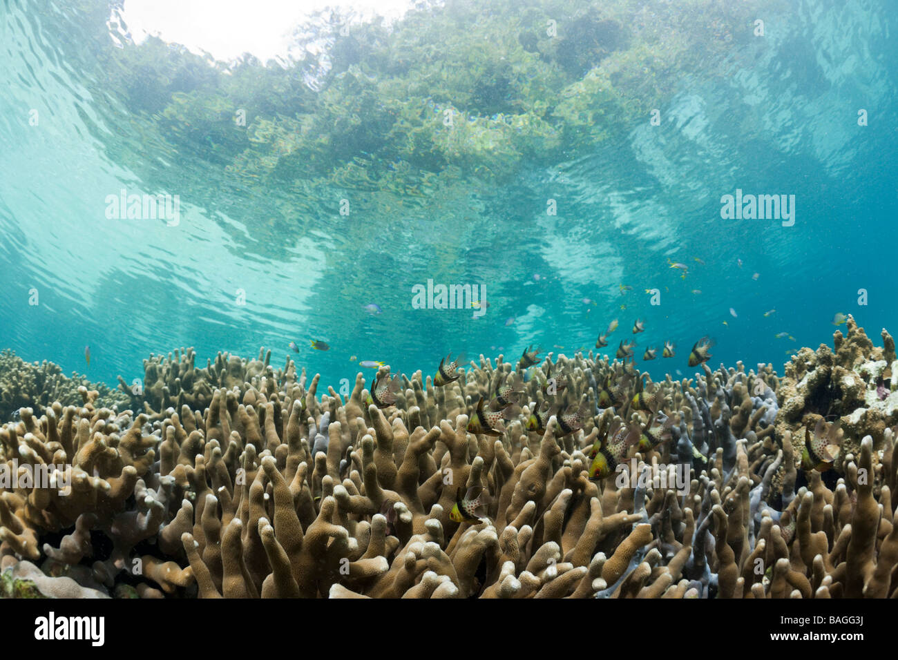 Korallen in Risong Bay Risong Bay Mikronesien-Palau Stockfoto