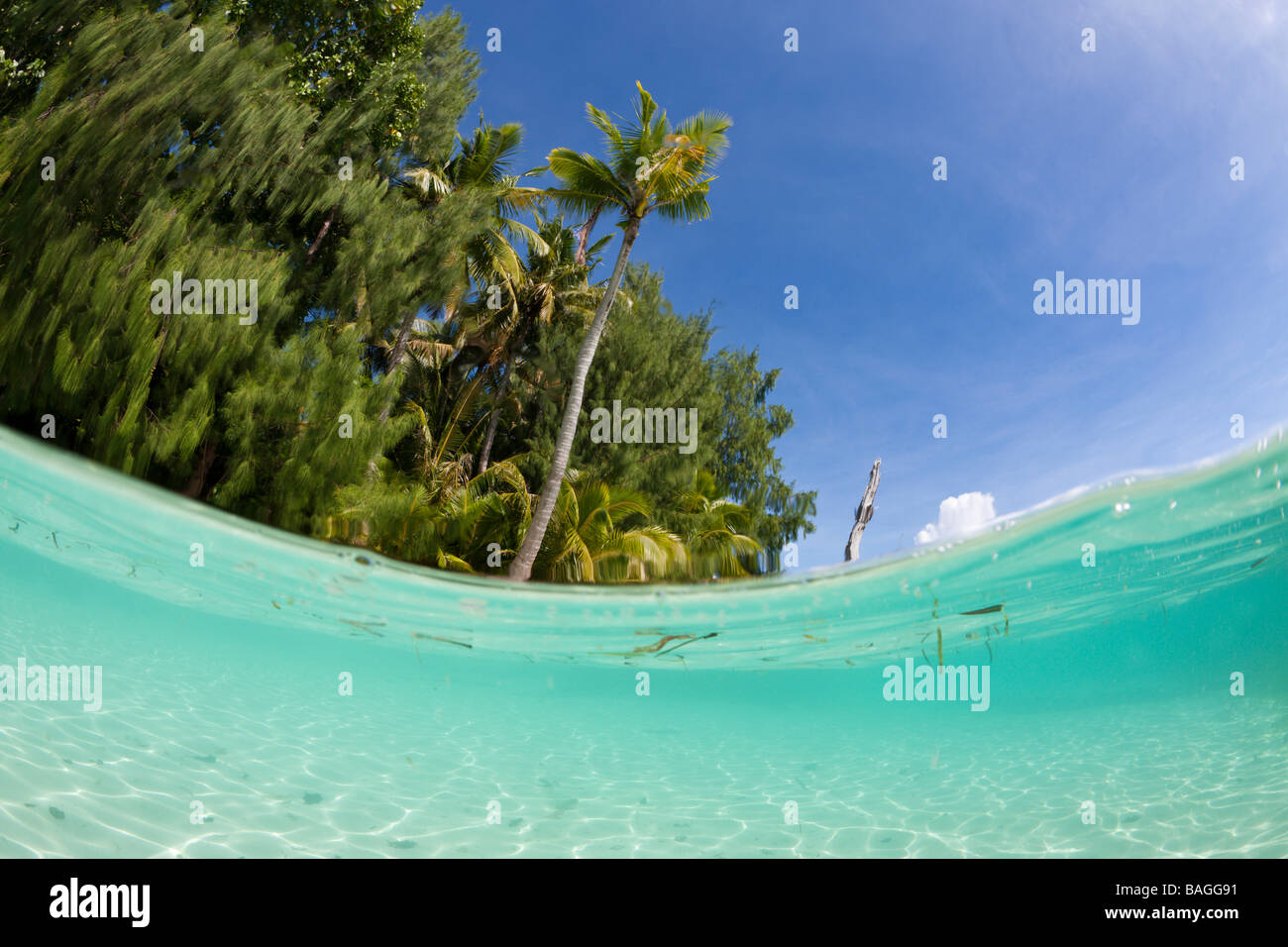 Palmen gesäumten Strand und Lagune Mikronesien Palau Stockfoto