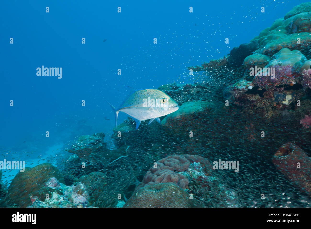 Bluefin Makrelen Jagd Pygmäen Kehrmaschinen Caranx Melampygus beginnt Ransonneti Deutsch Kanal Mikronesien Palau Stockfoto