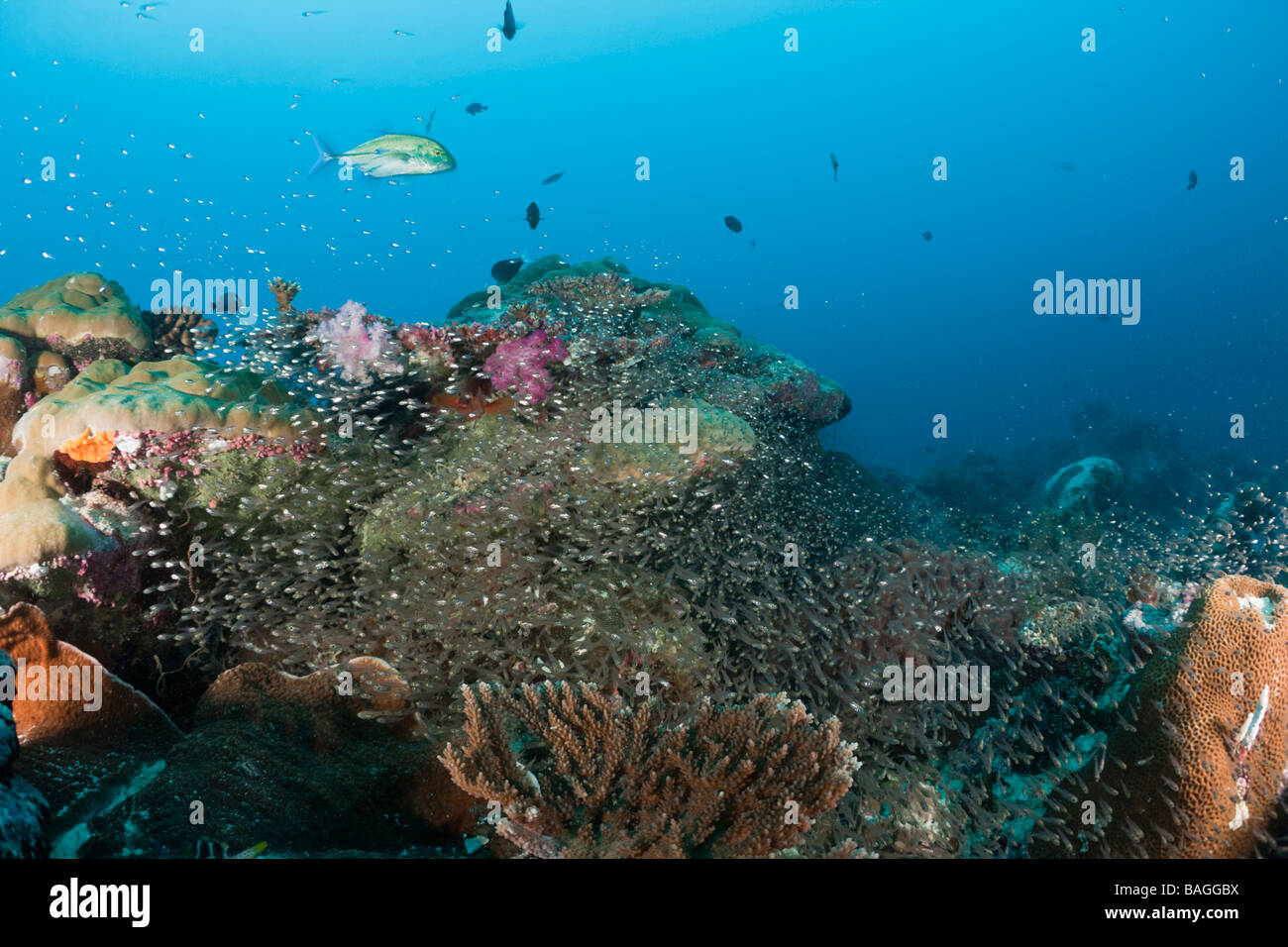 Riff mit Pygmäen Kehrmaschinen beginnt Ransonneti Deutsch Kanal Mikronesien Palau Stockfoto