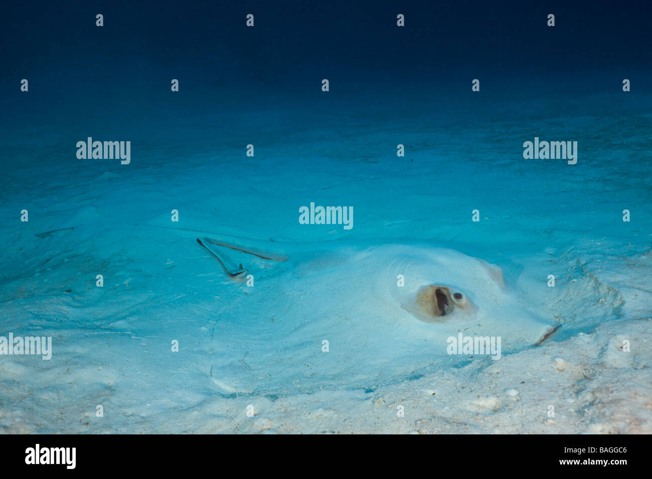 Beide Sting Ray Pastinachus Sephen Deutsch Kanal Mikronesien Palau Stockfoto