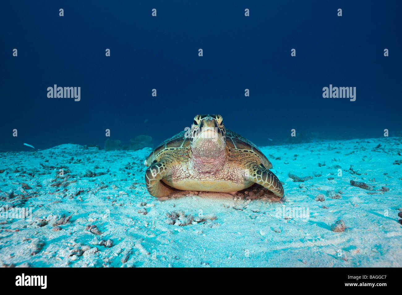 Grüne Schildkröte Chelonia Mydas Deutsch Kanal Mikronesien Palau Stockfoto