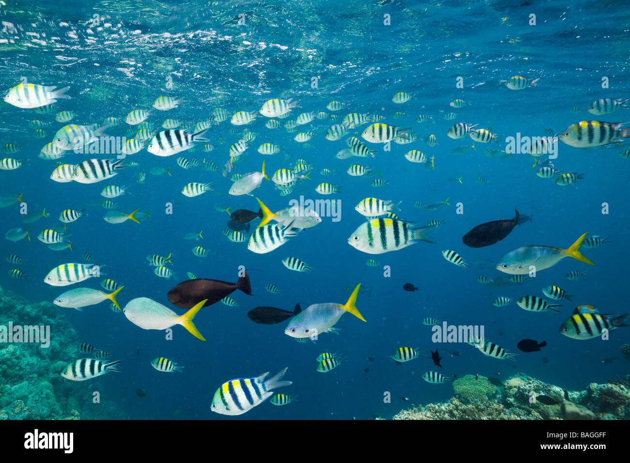 Schwarm von Korallen Fische Mikronesien Palau Schulbildung Stockfoto