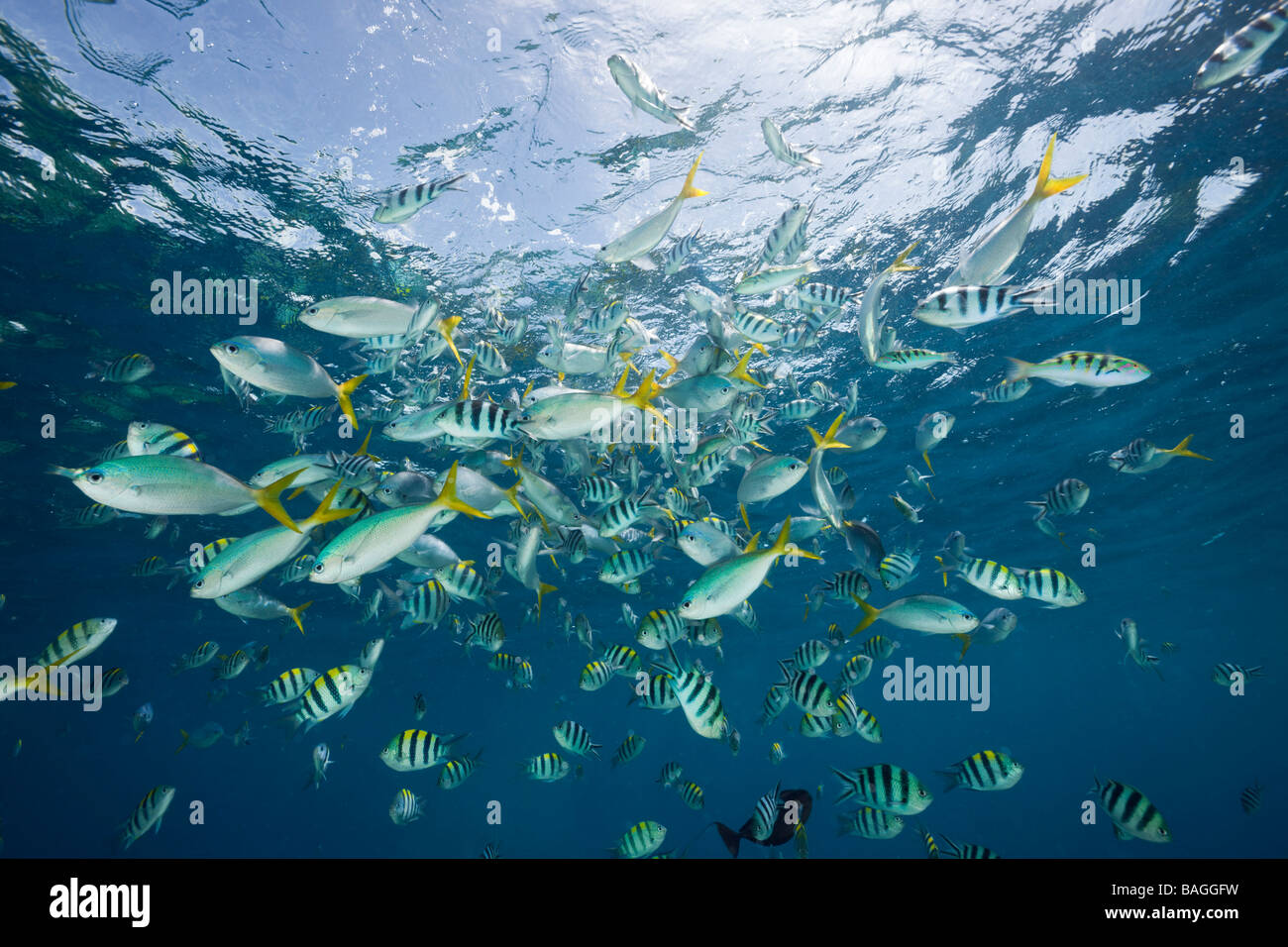 Schwarm von Korallen Fische Mikronesien Palau Schulbildung Stockfoto