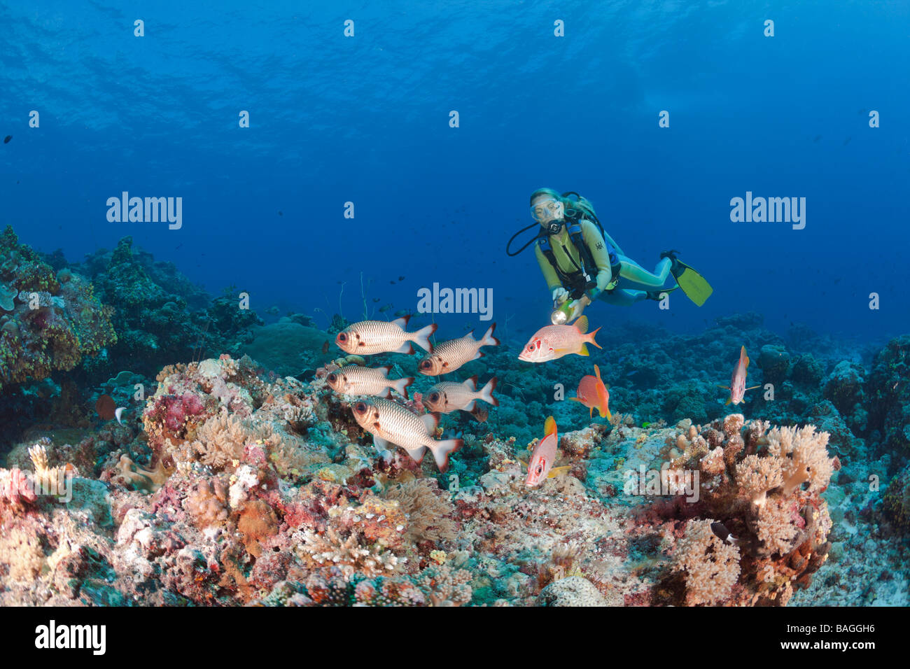 Taucher und Bronze Soldierfishes und Squirrelfishes Myripristis Adusta Sargocentron Spiniferum blaue Ecke-Mikronesien-Palau Stockfoto