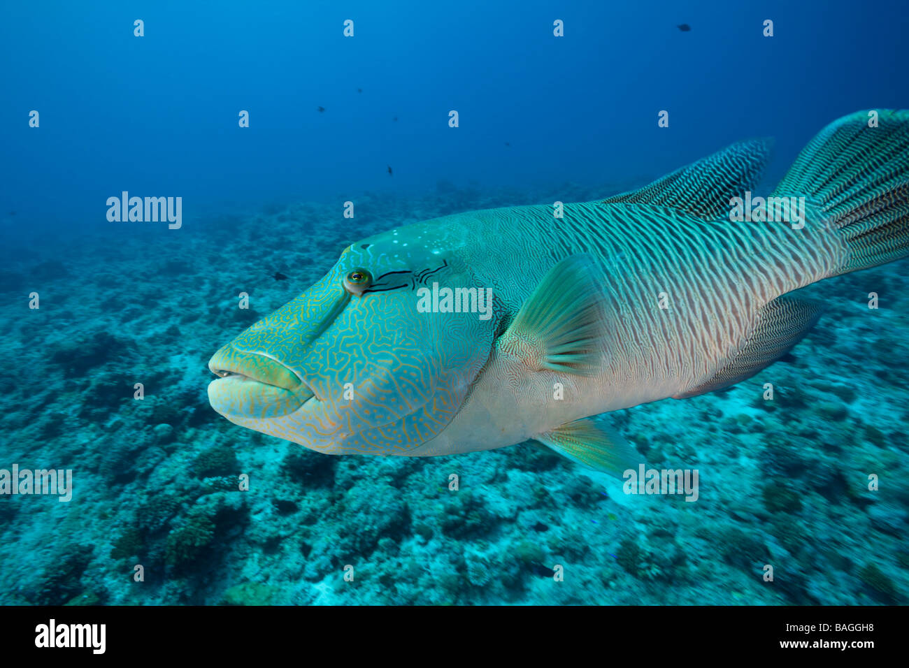 Buckelwale Lippfische Cheilinus Undulatus blaue Ecke-Mikronesien-Palau Stockfoto