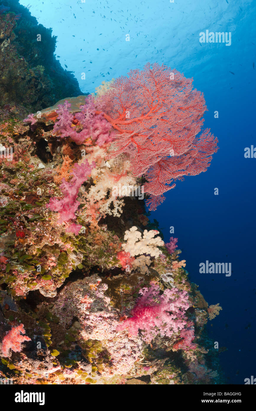 Bunt Korallenriff Peleliu Mauer Mikronesien Palau Stockfoto