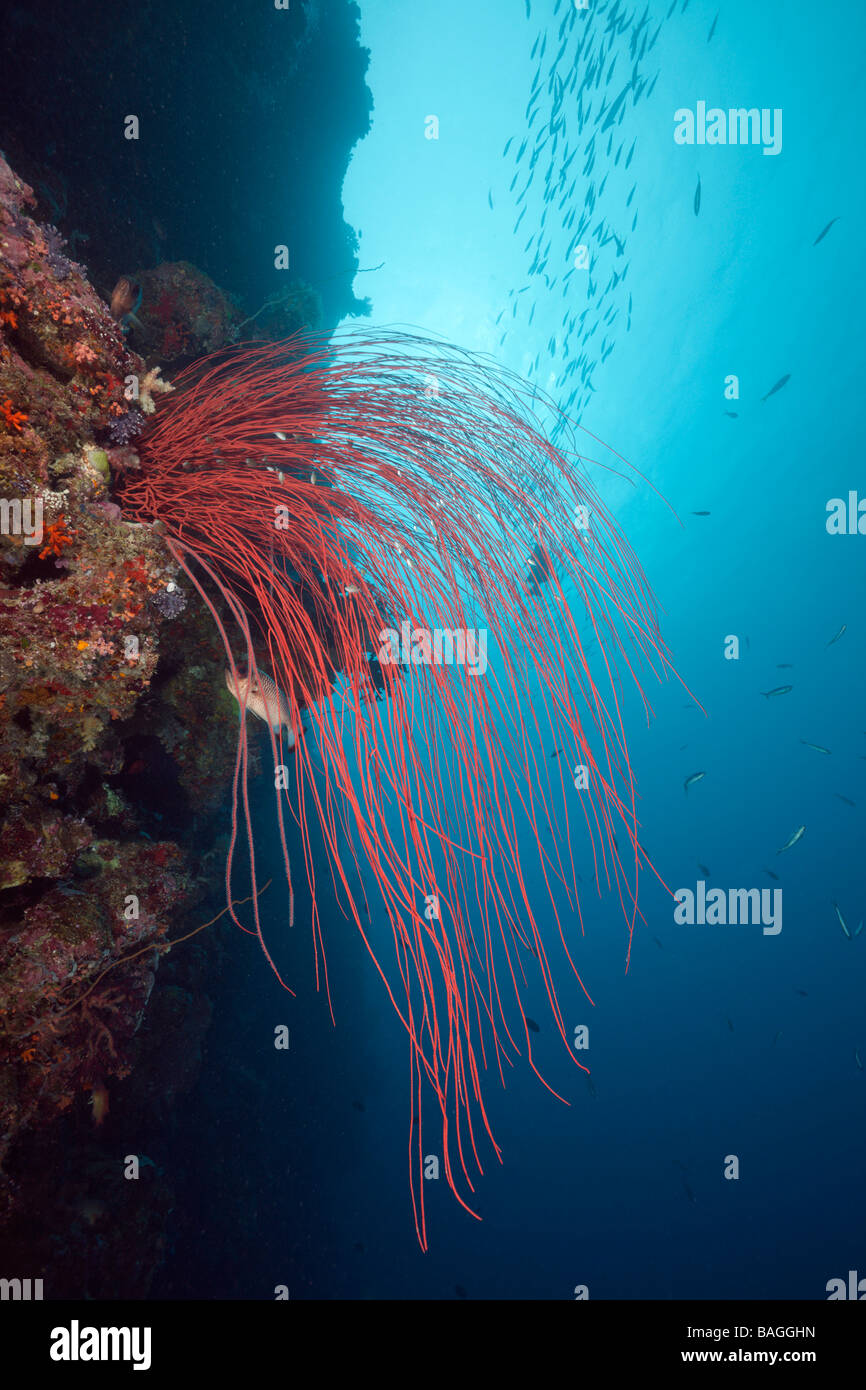 Rote Peitsche Korallen Ellisella Ceratophyta Peleliu Mauer Mikronesien Palau Stockfoto