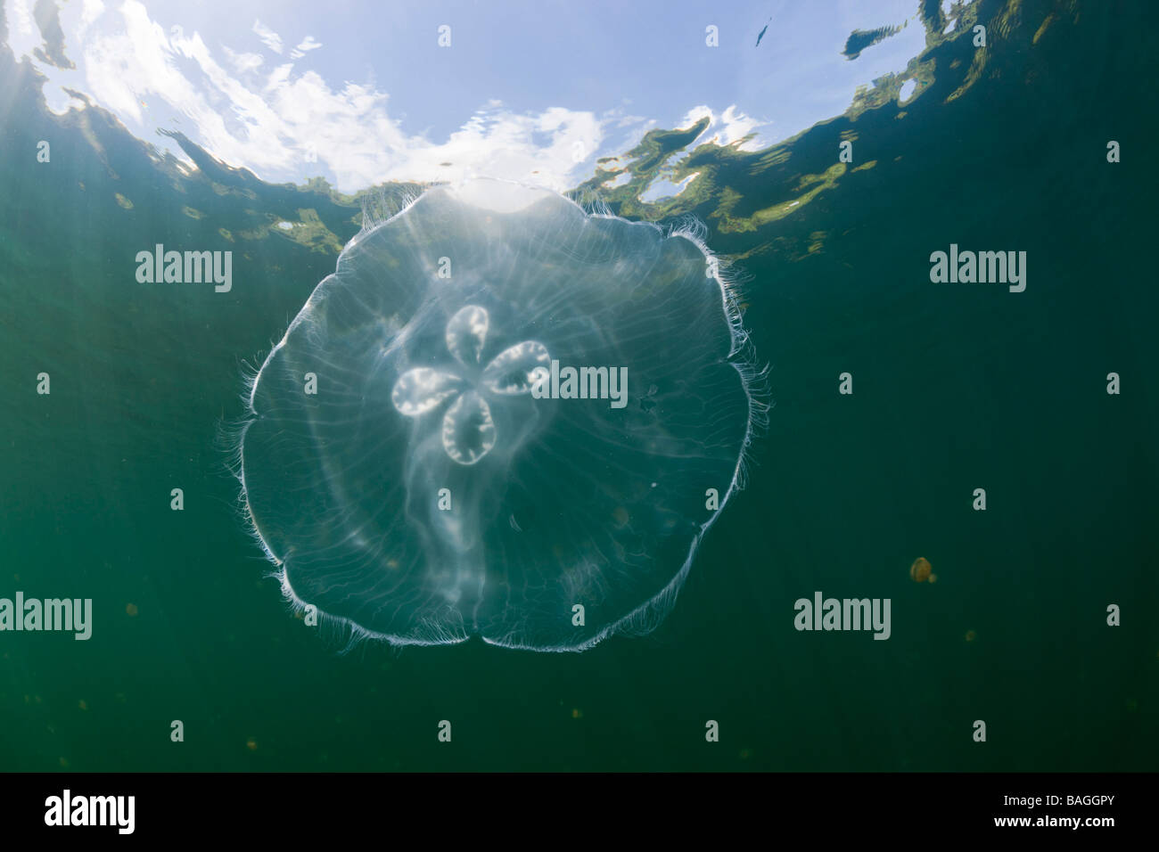 Riesigen Mond Qualle im Jellyfish Lake Golden Golden Jellyfish Lake Mikronesien Palau Stockfoto