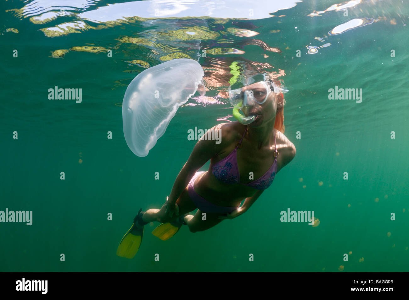 Mond Quallen und Skin Diver Golden Golden Jellyfish Lake Mikronesien Palau Stockfoto