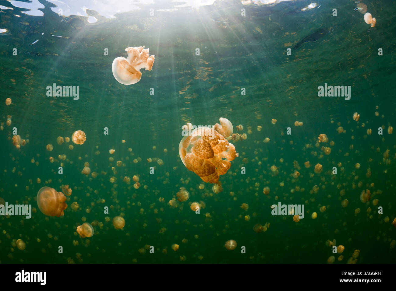 Mastigias Quallen Quallen See Mastigias Papua Etpisonii Jellyfish Lake