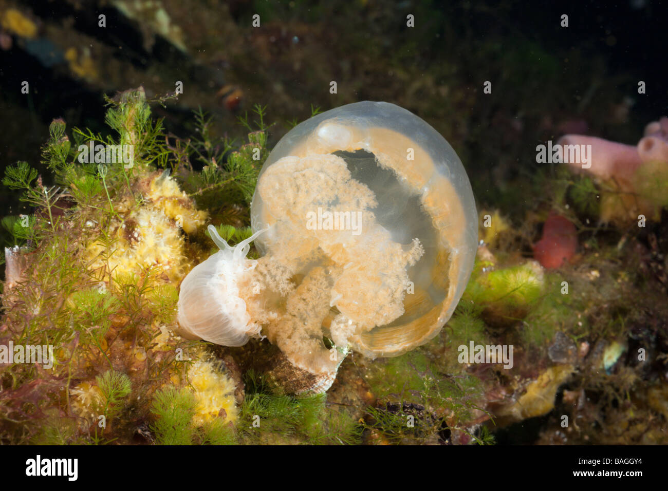 Anemone füttern Quallen Entacmaea Medusivora Mastigias Papua Etpisonii Jellyfish Lake Mikronesien Palau Stockfoto