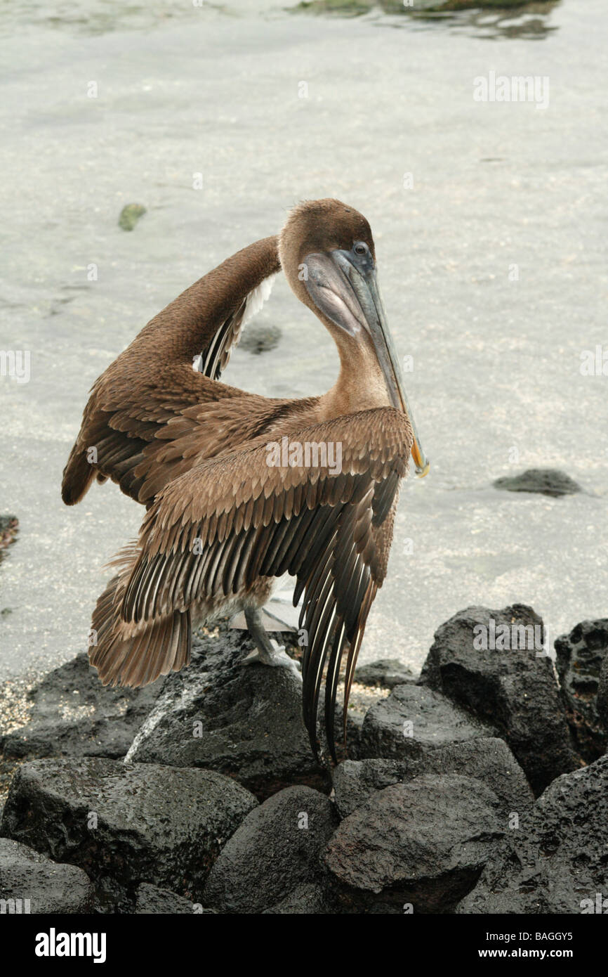 Brauner Pelikan (Pelecanus Occidentalis). Fernandina Insel, Galapagos-Inseln. Stockfoto