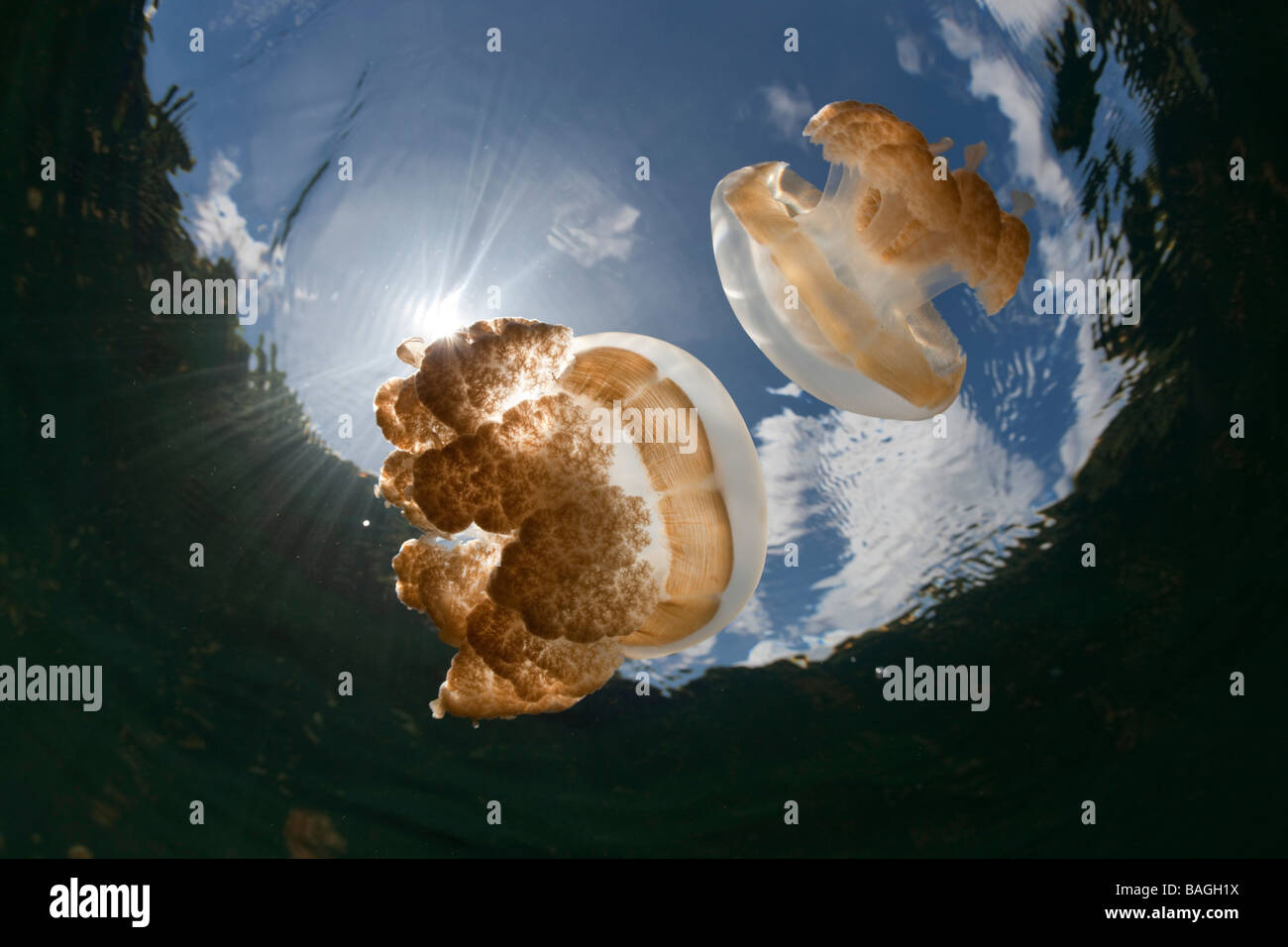 Mastigias Quallen Mastigias Papua Etpisonii Jellyfish Lake Mikronesien Palau Stockfoto