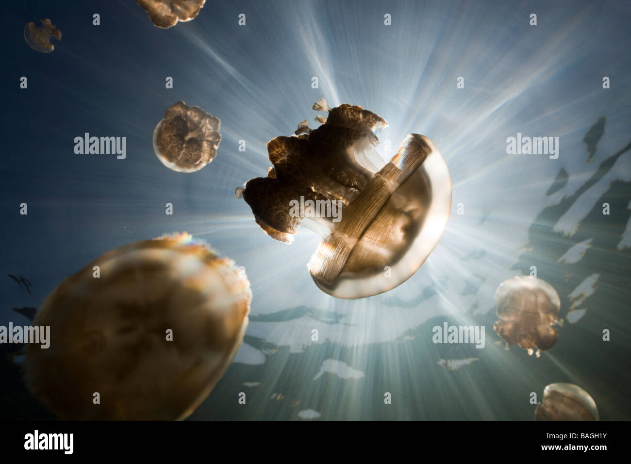 Mastigias Quallen Mastigias Papua Etpisonii Jellyfish Lake Mikronesien Palau Stockfoto