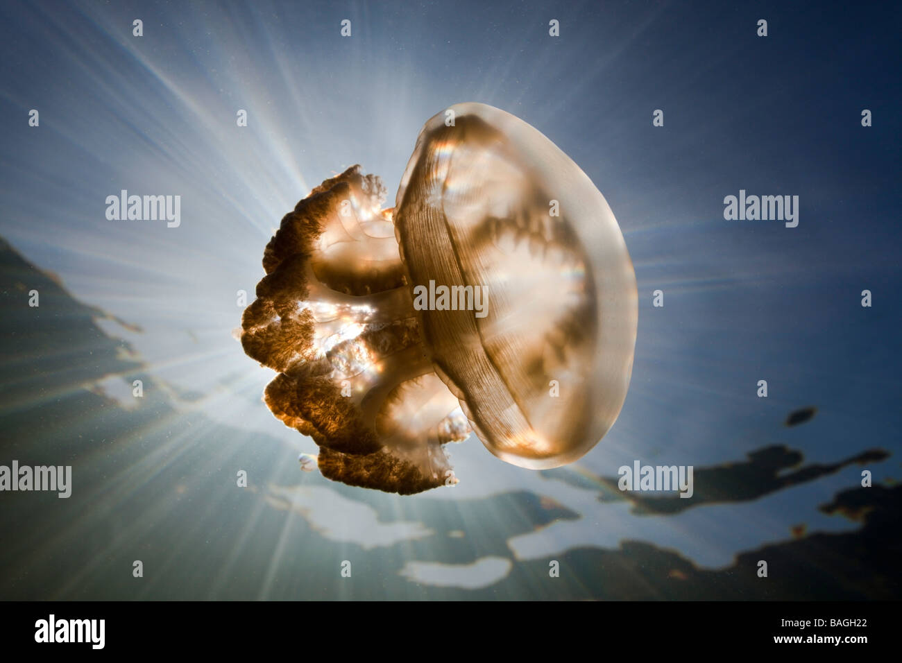 Mastigias Quallen Mastigias Papua Etpisonii Jellyfish Lake Mikronesien Palau Stockfoto