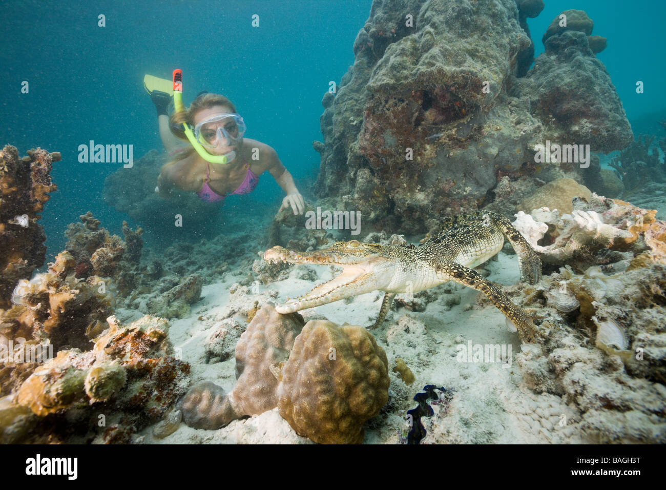 Skin Diver trifft Salzwasser Krokodil Crocodylus Porosus Mikronesien-Palau Stockfoto