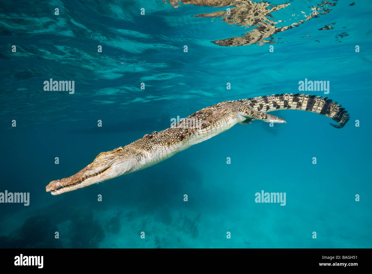 Salzwasser Krokodil Crocodylus Porosus Mikronesien-Palau Stockfoto