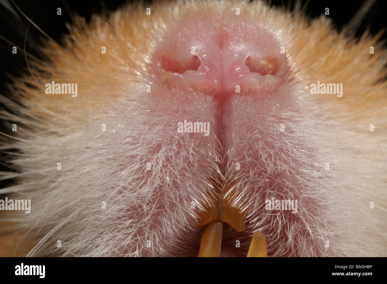 Syrischer Hamster, Goldhamster (Mesocricetus Auratus), Nahaufnahme, der Hasenscharten Stockfoto