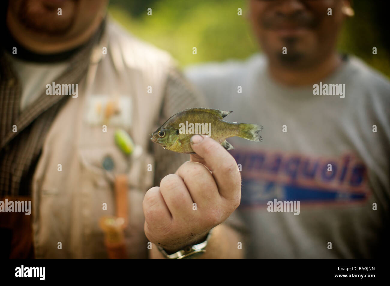 Großen Fischer halten teeny winzig kleine Fische, die sie beim See und Fluss Fischen für Forelle, Crappies und Panfish mit Würmern gefangen. Stockfoto