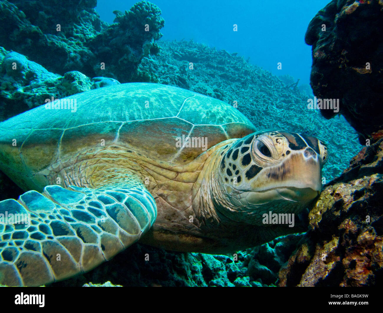 Grüne Schildkröte den Kopf ruht. Stockfoto