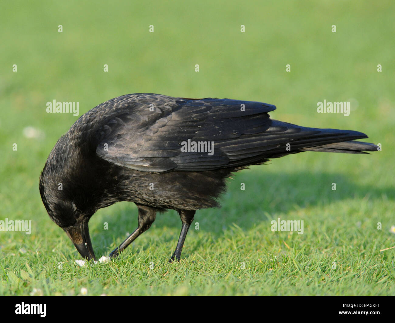 Eine schwarze Krähe etwas Brot essen, mit seinem Schnabel und Krallen. Stockfoto