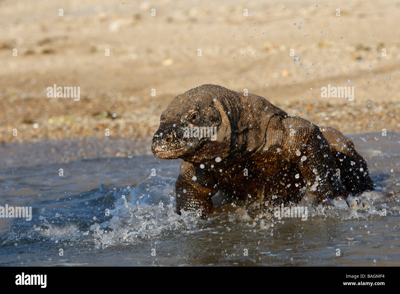 Komodo-Waran (Varanus Komodoensis) im Wasser Stockfoto