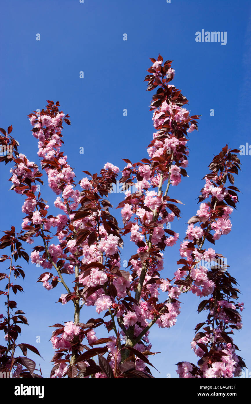 Zierkirsche, Prunus 'Royal Burgundy'. UK-Garten Stockfoto