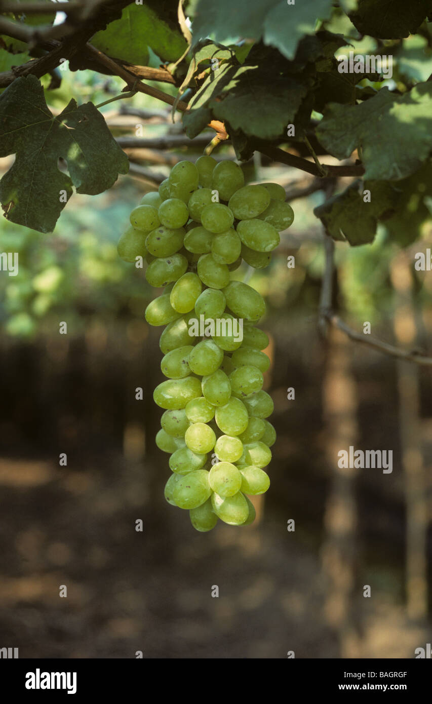 Reife Trauben an Reben in Hochbeeten und Bewässerungskanäle in Zentral-Thailand Stockfoto