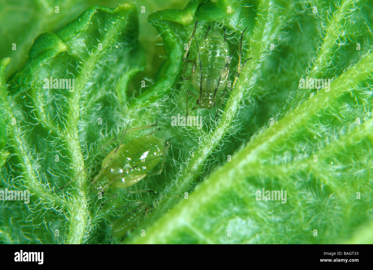 Johannisbeere Salat Blattlaus Nasanovia Ribis Nigri auf Unterseite schwarze Johannisbeere Stockfoto