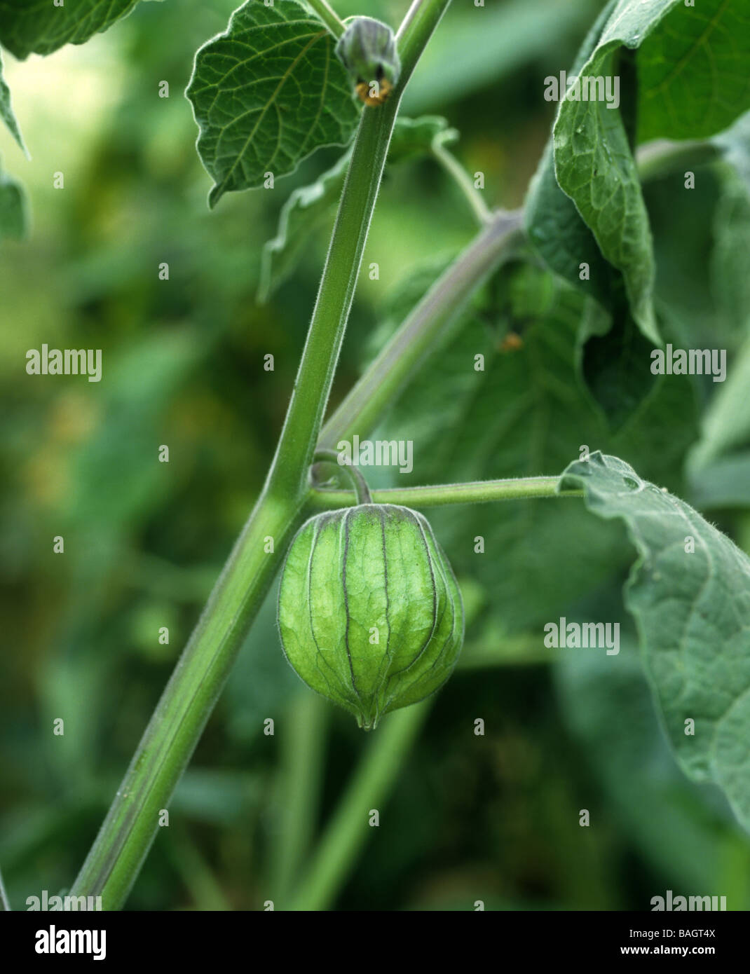 Unreife Laterne wie Frucht von einem Kap-Stachelbeere Physalis peruviana Stockfoto