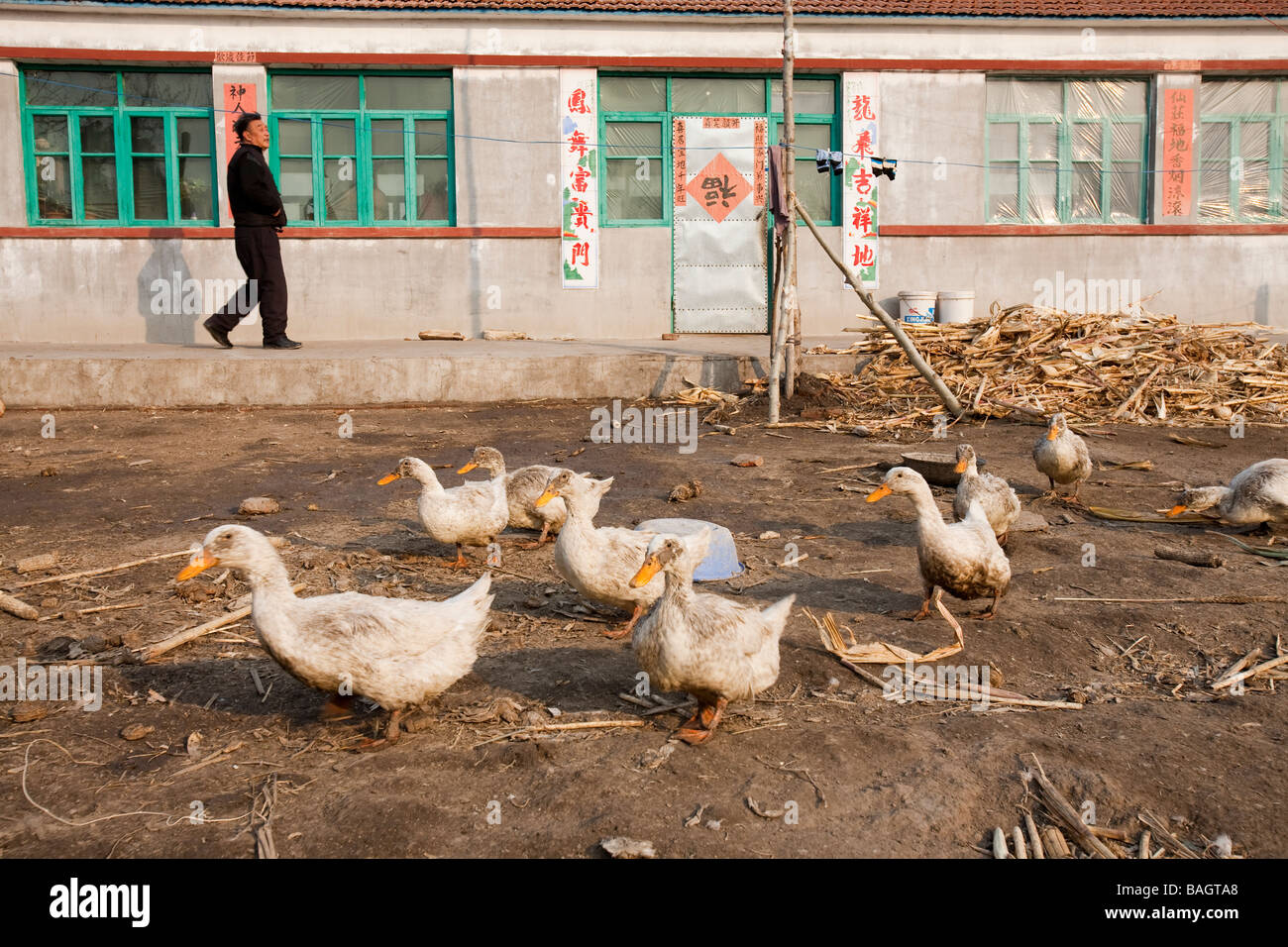 Enten watscheln über den ein BauernBauernhaus in Heilongjian