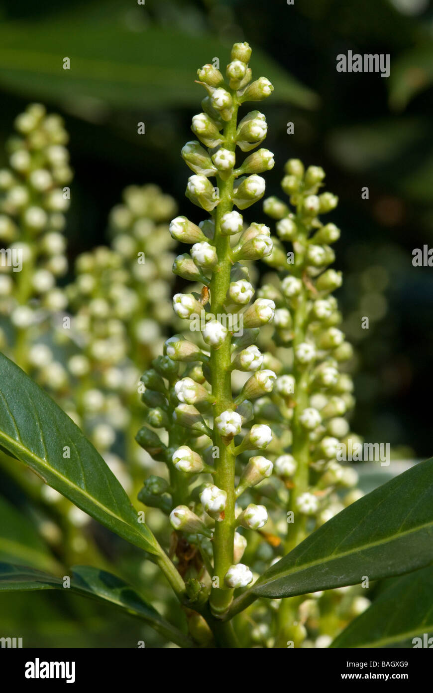 Lorbeer, Laurus Nobilis, Lauraceae, Sweet Bay Tree Nahaufnahme von hellgelben Blüten Stockfoto