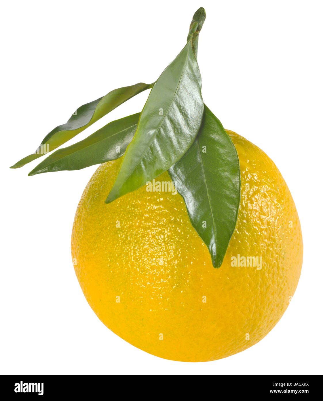 Orange mit seiner Blätter (+ Clipping-Pfad) Stockfoto