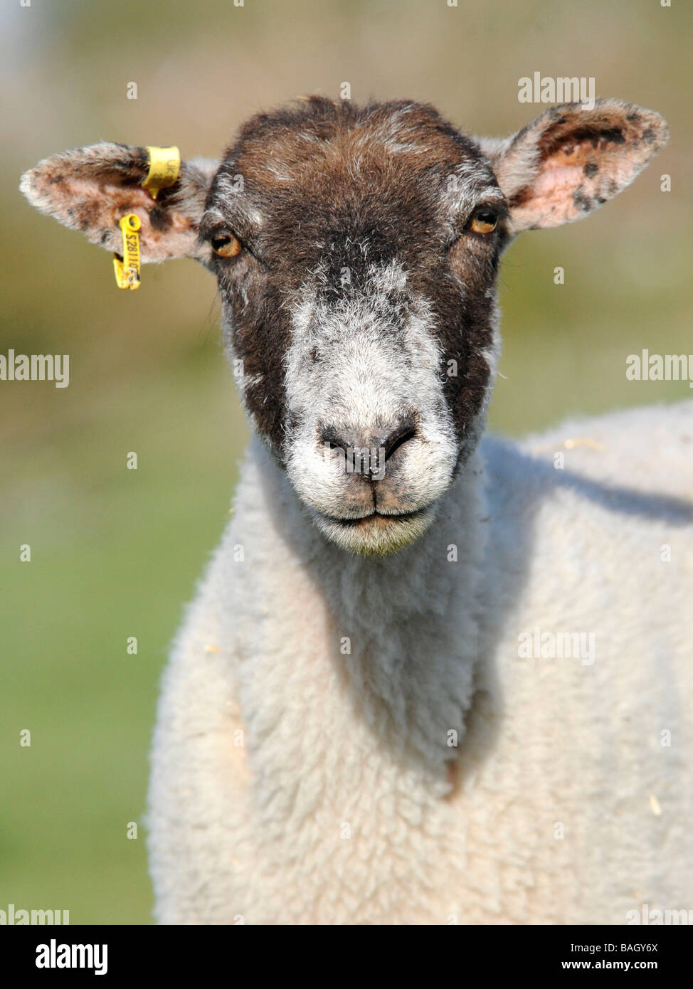 Ein Porträt von einem Schaf auf der Suche ernst, gekennzeichnet und tragen einen Ohr-Clip. Stockfoto