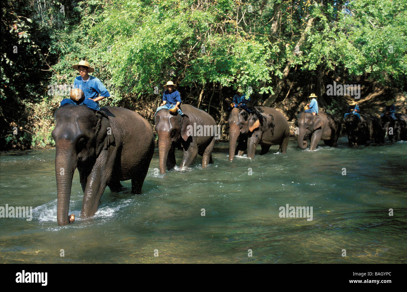 Thailand, Provinz Chiang Mai, Mae Ping-Flusses, Elefanten Stockfoto