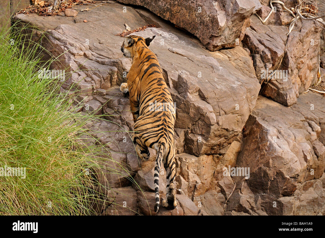 Ein junger Tiger springen über Felsen in einen Waldweg in Ranthambore Nationalpark Stockfoto