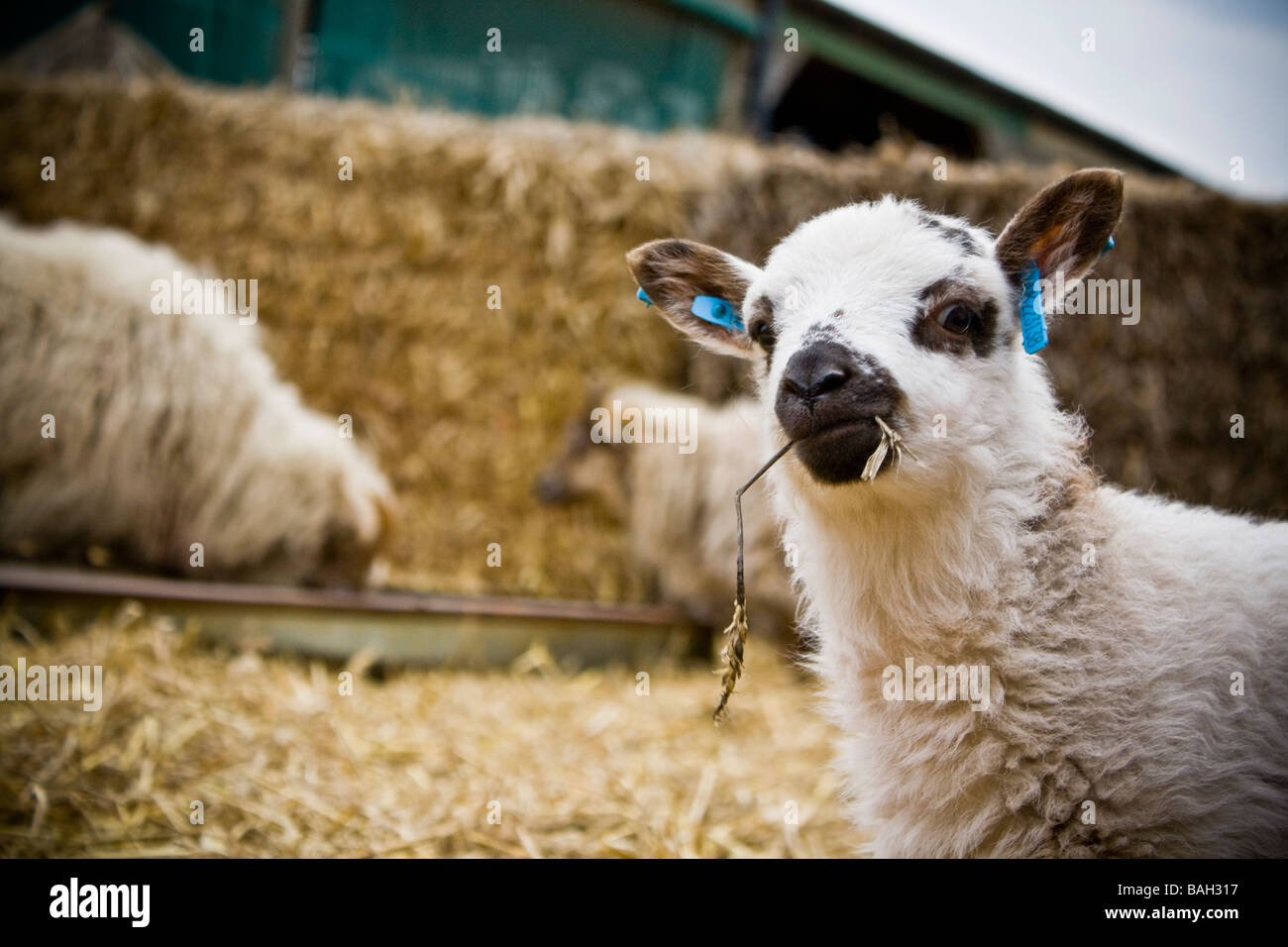 Ein Lamm auf einem Bauernhof geboren Stockfoto