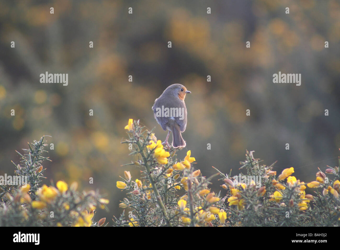 Robin auf dem Ginster Busch in der Morgensonne Stockfoto